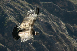 Condor svcalpso