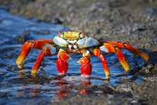 10 crabs amazon bugs