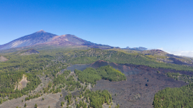 Tenerife forest teide np dronepics