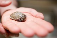 Baby turtle amazon love