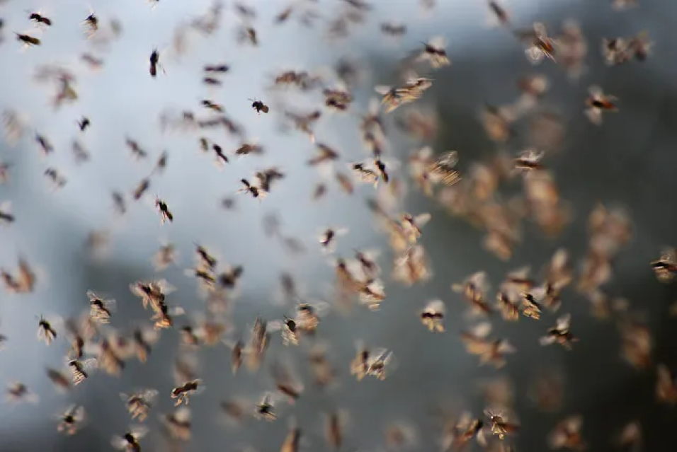 6 fly swarm amazon bugs