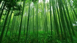 7 bamboo forest amazonworld
